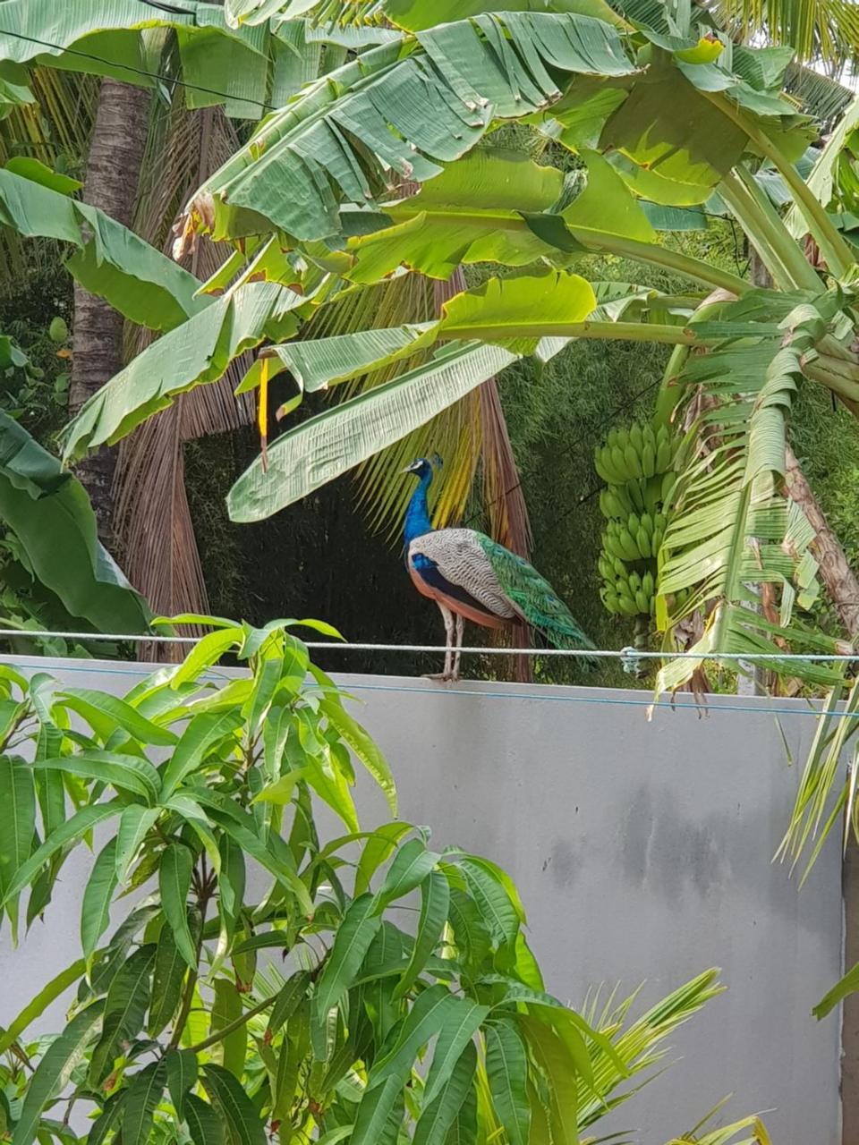 Banduramulla My Whales Guest House מראה חיצוני תמונה